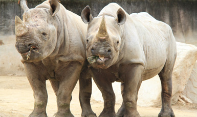 安佐動物公園